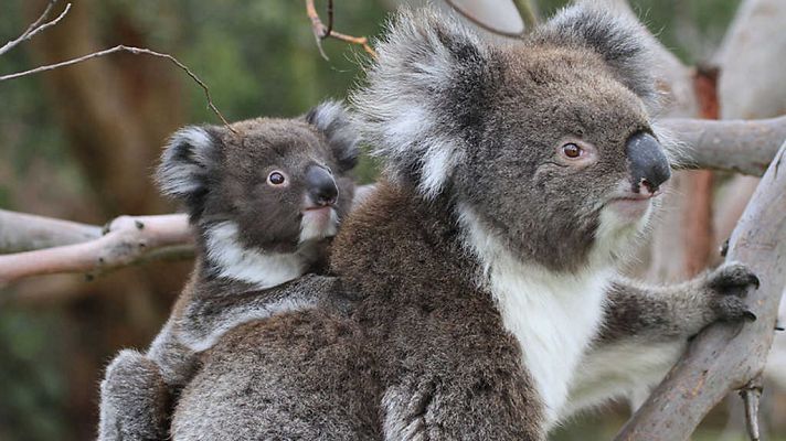 La vida secreta de los koalas: El país de los koalas