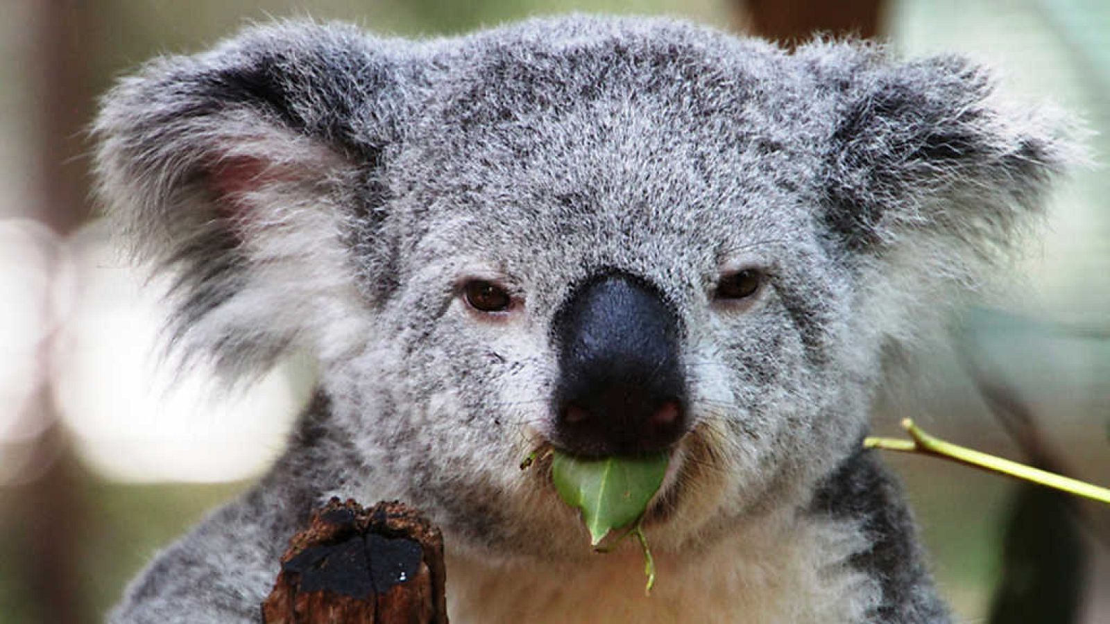 Grandes documentales - La vida secreta de los koalas: La época de reproducción - ver ahora