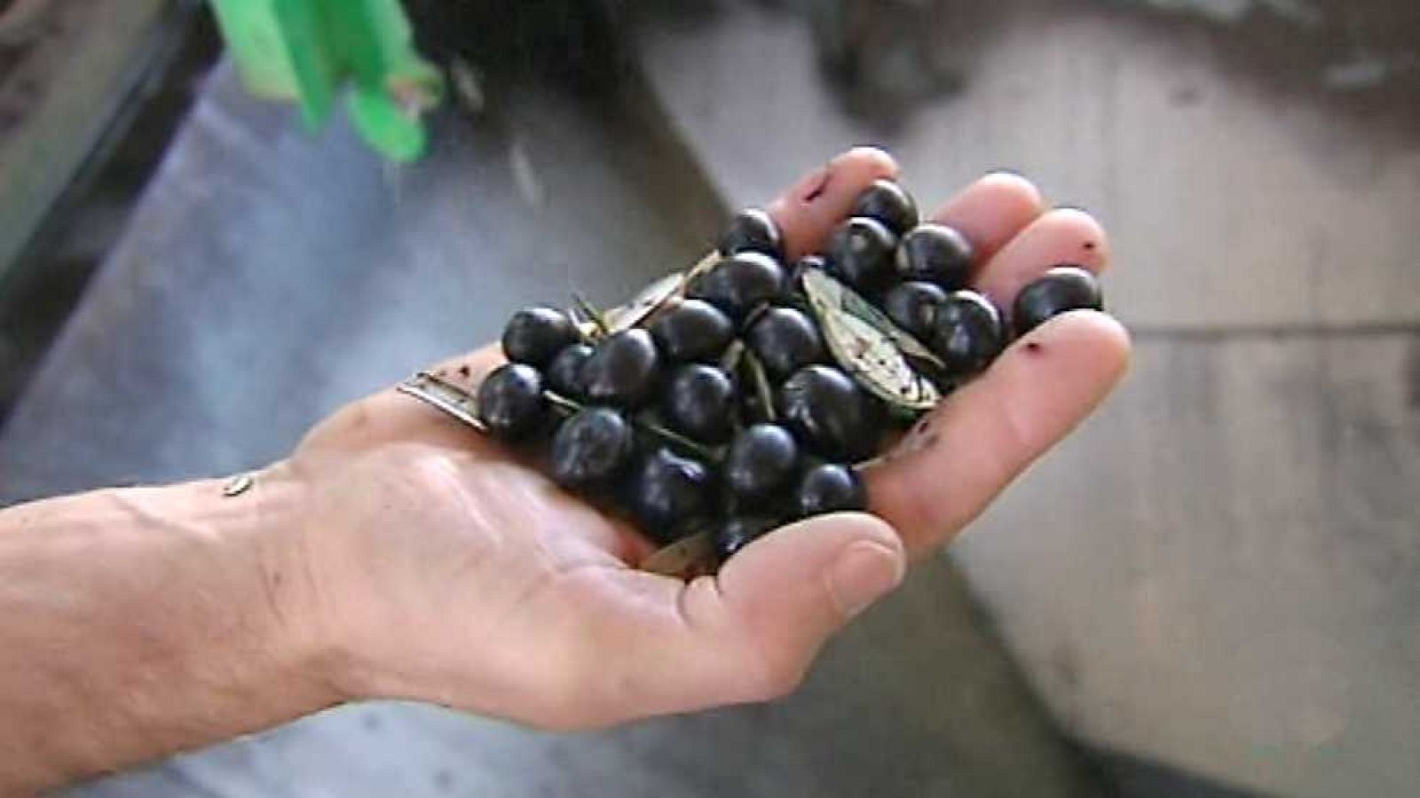 Agrosfera - 04/03/17 - ver ahora