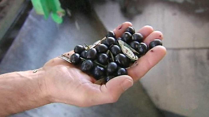 Agrosfera - Agrosfera - 04/03/17