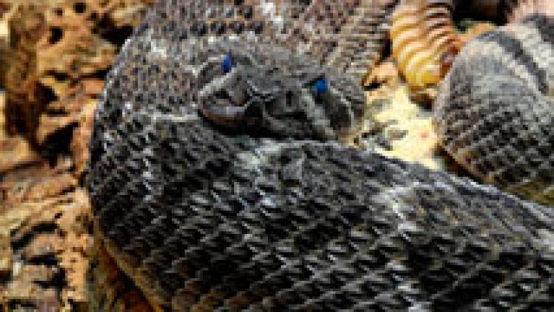 Herido grave tras morderlo una serpiente de cascabel en Madrid