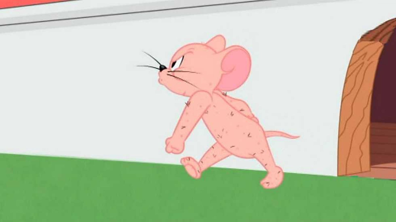 Si hoy tienes pelo, mañana no - Tom y Jerry | Ver