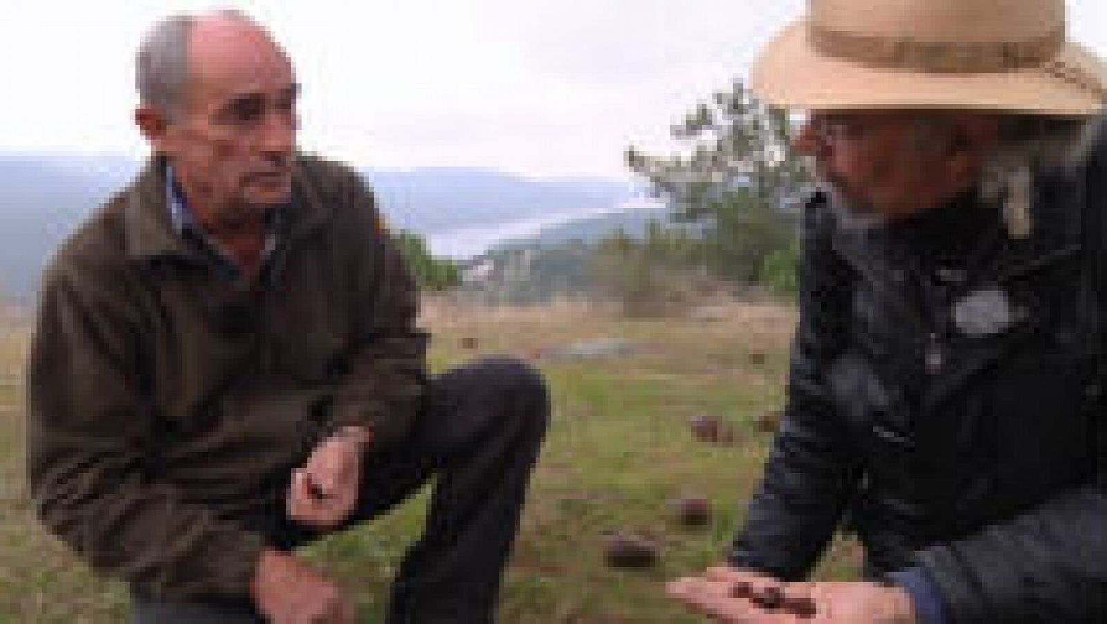  A la sombra de los pinos