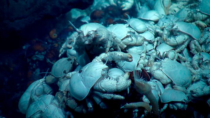 Grandes documentales - Atlántico: Montañas de las profundidades