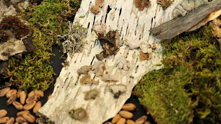 Telediario 1 - Un menú neandertal a base de setas, piñones y musgo