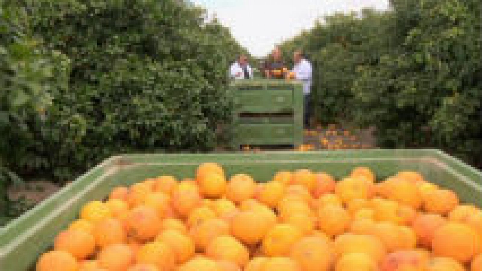 Como Se Cultivan Los Pomelos