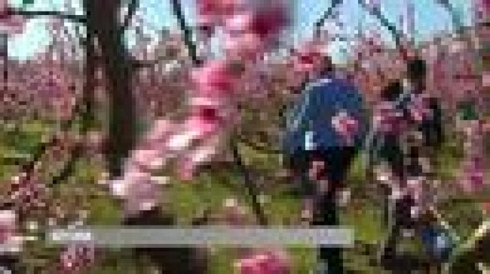 L'Informatiu - Els camps de fruiters de Lleida en plena floració, tota una atracció turística