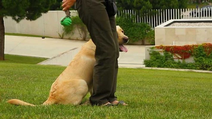 Más que perros y gatos - Capítulo 1
