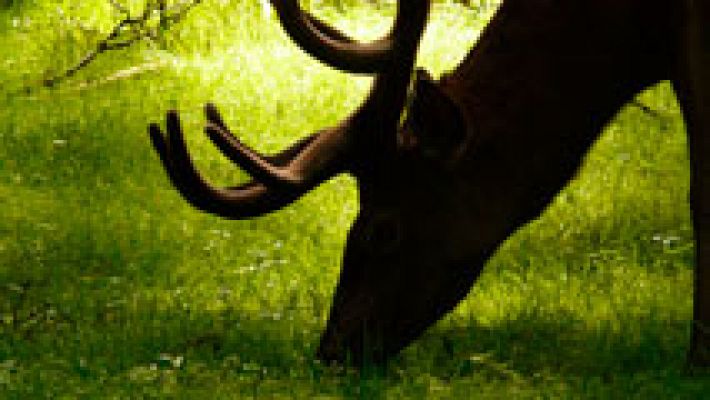 Telediario 1 - Ciervos muertos por la ingesta de plásticos