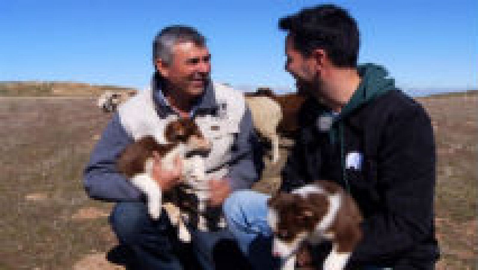 Border collie, pura energía