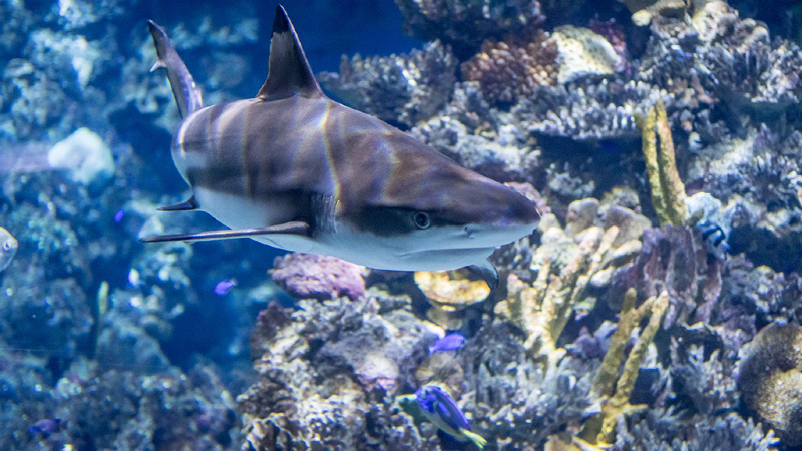 Grandes documentales - Depredadores marinos de Irlanda - ver ahora