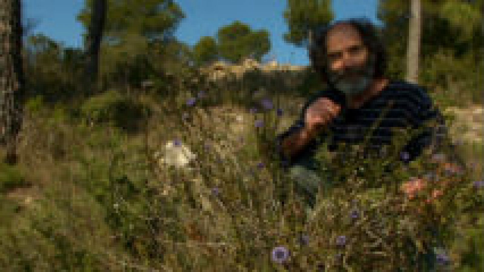 El reino del señor de los bosques