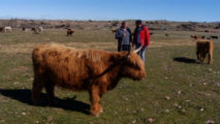 Aquí la Tierra - Unas vacas con mucho estilo