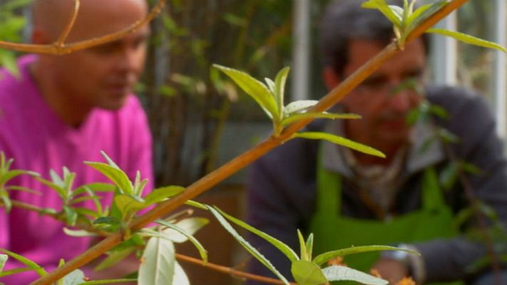 Aquí la Tierra - Plantas listas para el buen tiempo