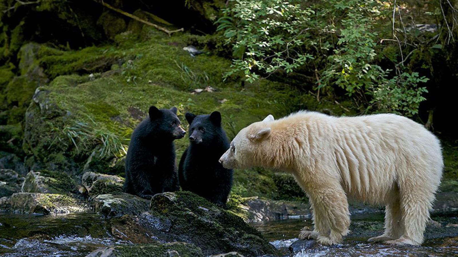 Grandes documentales - Mundo natural: El oso espíritu - RTVE.es