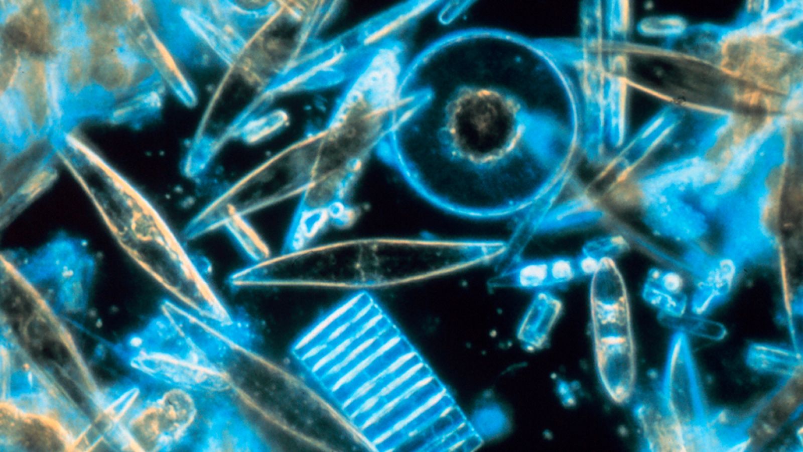 Grandes documentales - Joyas en aguas poco profundas - ver ahora