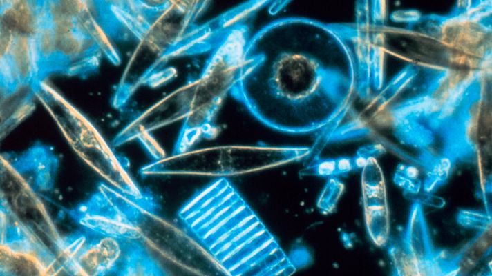 Grandes documentales - Joyas en aguas poco profundas