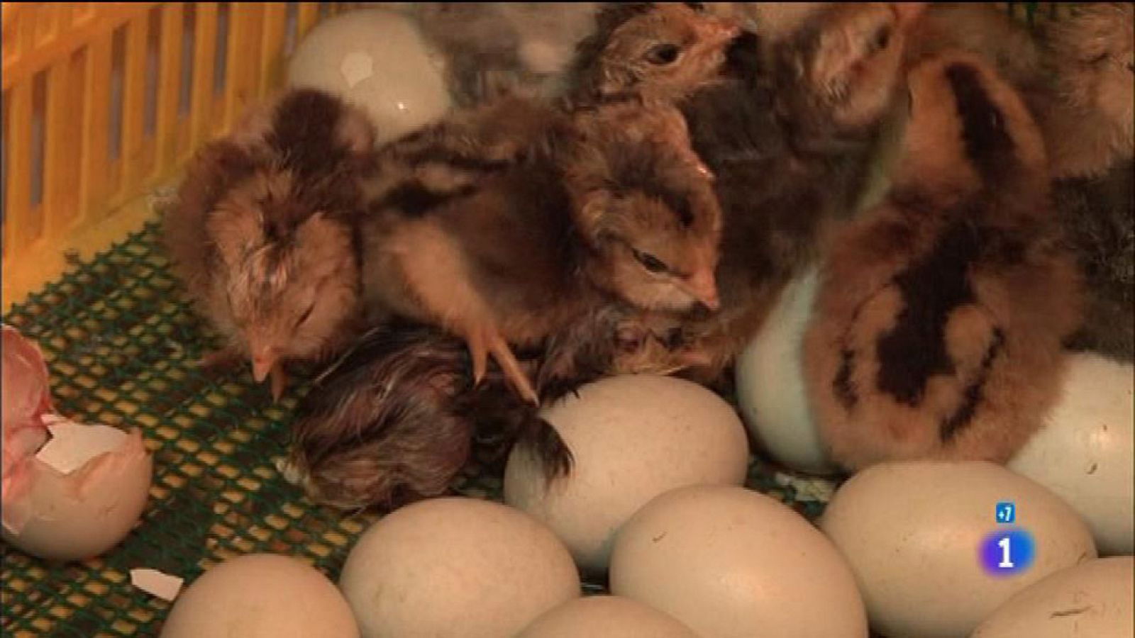 Comando Actualidad - Huevos de distinto color y sabor - Reportaje