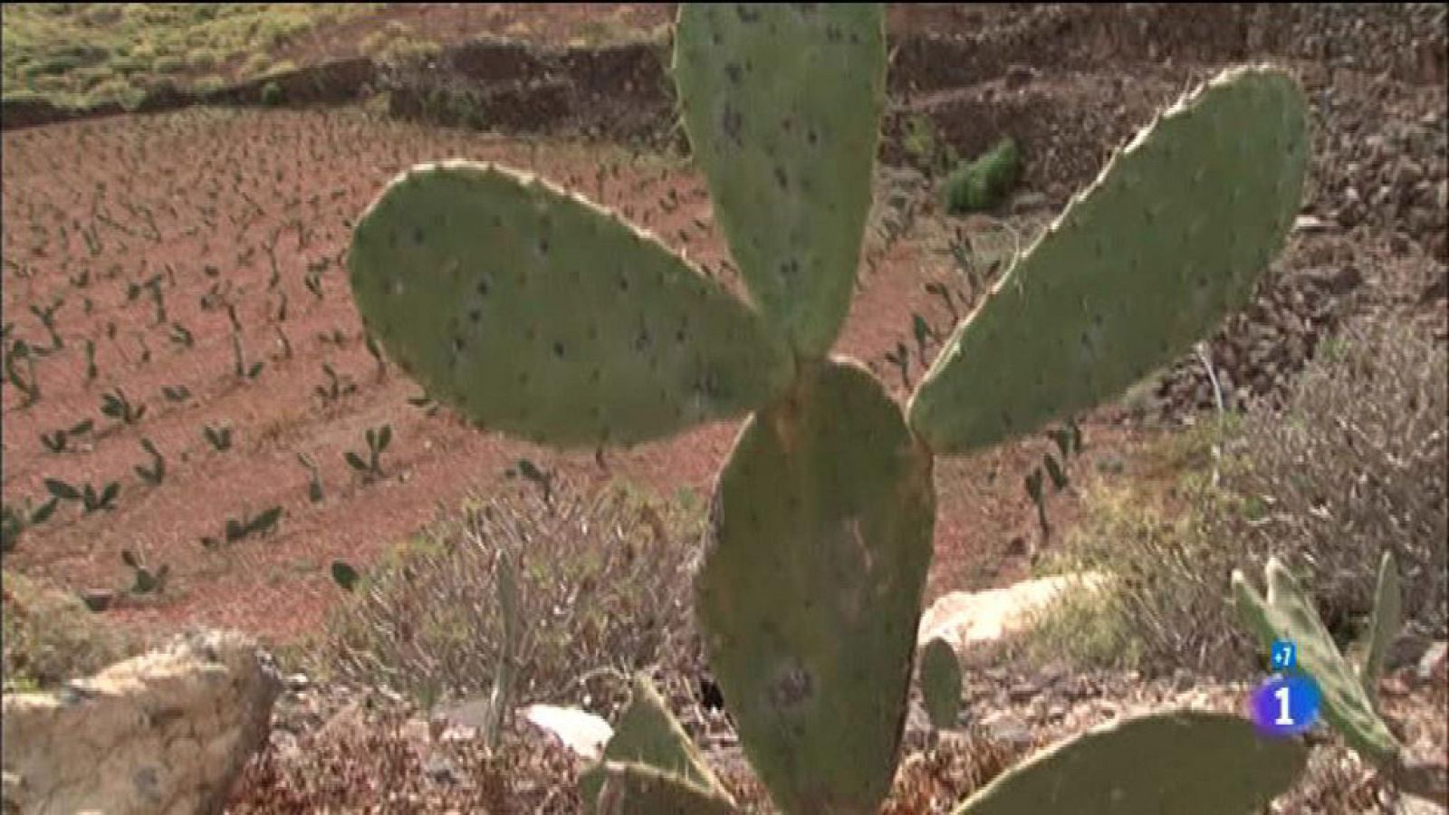 Comando Actualidad - La cochinilla: un colorante natural - Reportaje