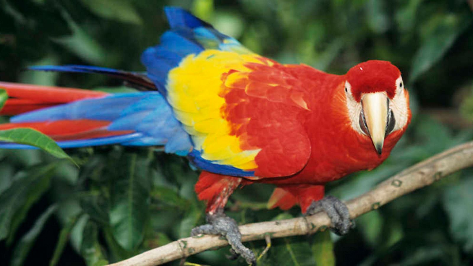 Grandes documentales - Costa Rica, el arca de la Naturaleza