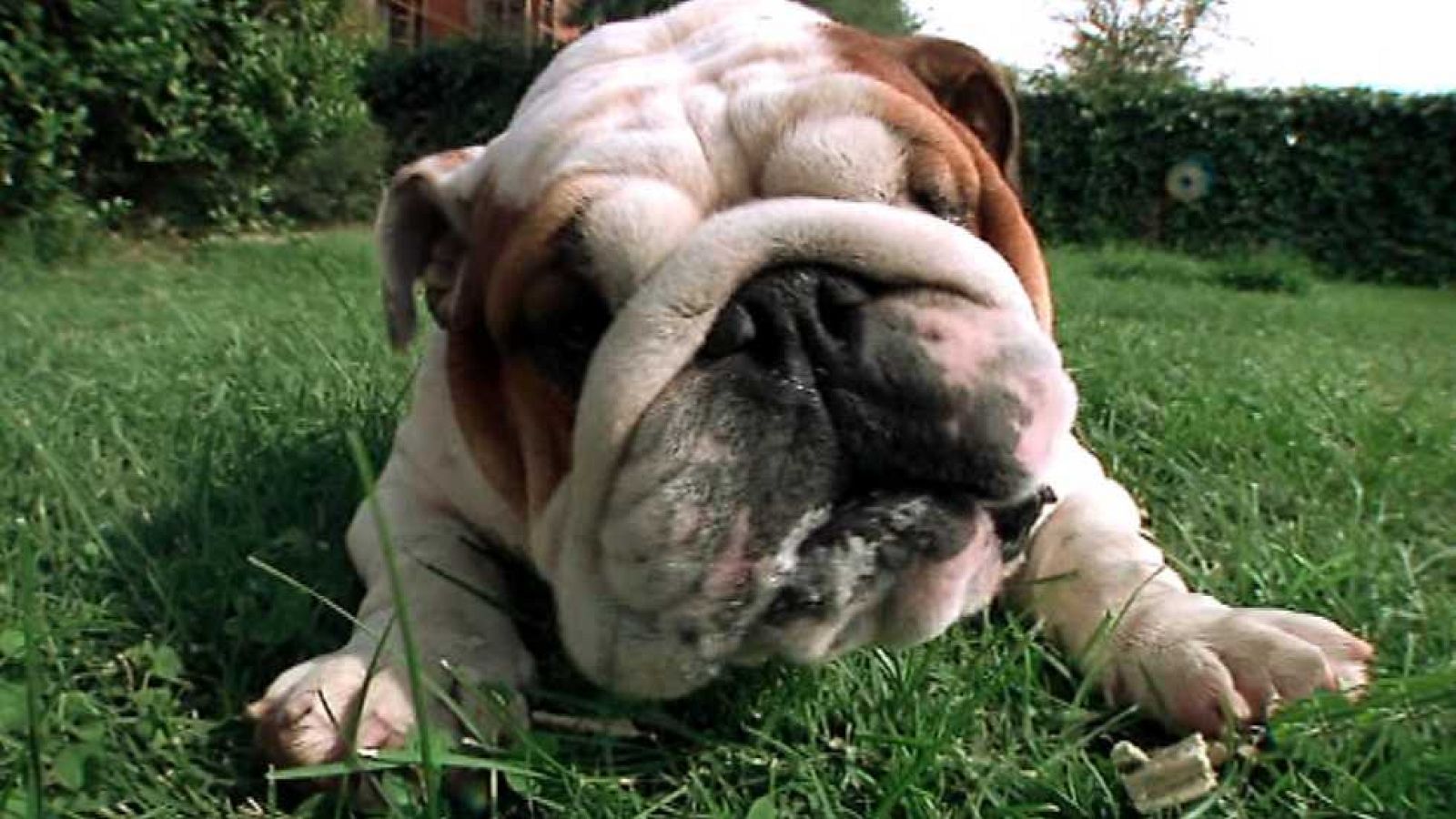 Más que perros y gatos - Capítulo 2 - ver ahora