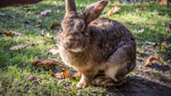 Una plaga de conejos está causando importantes daños 