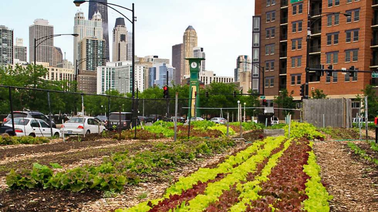 Documenta2 - Cultivando la ciudad - ver ahora