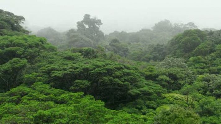 La selva tropical nubosa, en 'Planeta Selva'