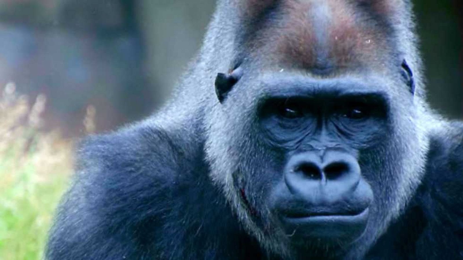 El escarabajo verde - Ciencia infinita II - ver ahora