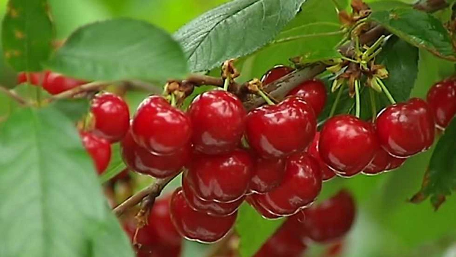 Agrosfera - 25/03/17 - ver ahora