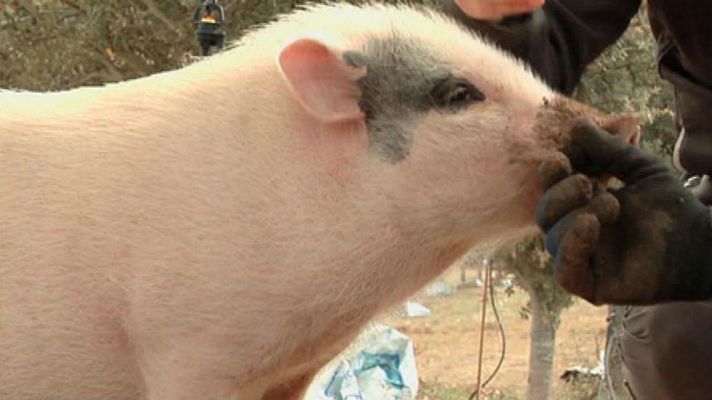Aquí la Tierra - Un cerdo trufero