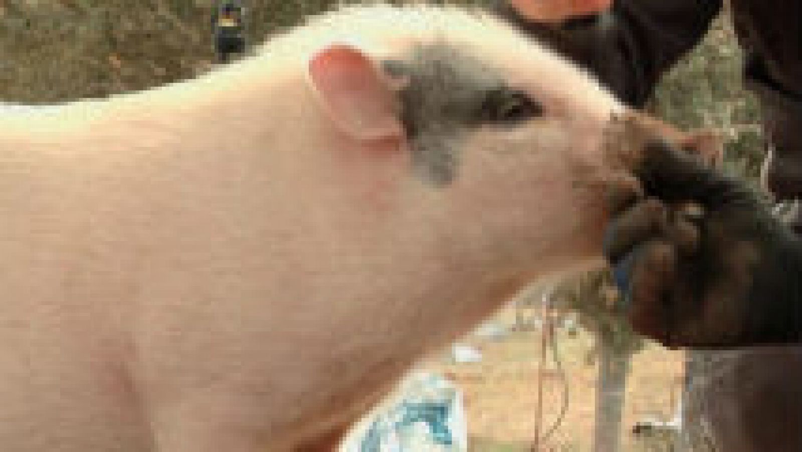 Un cerdo trufero