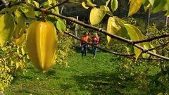 Aquí la tierra - Carambola, moringa y otras frutas exóticas
