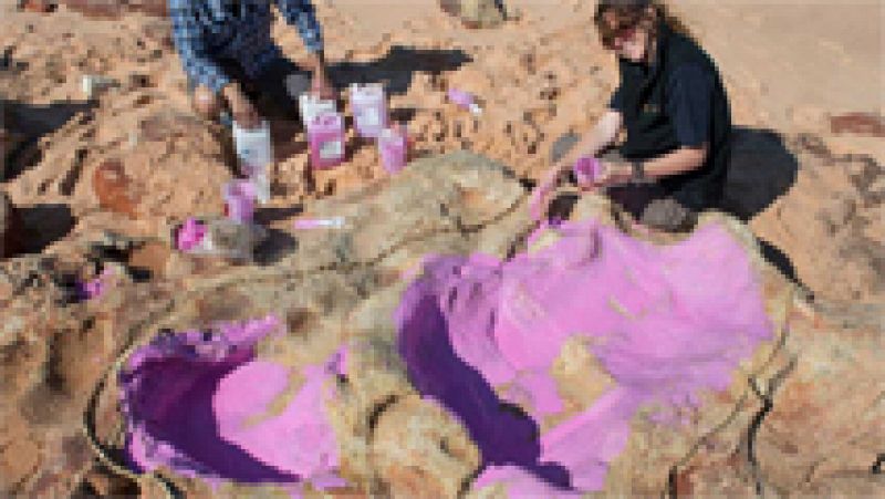 Un grupo de científicos ha identificado 150 huellas de 21 especies de dinosaurio en un área del noroeste de Australia, ha anunciado la Universidad de Queensland, que ha señalado que se trata de un descubrimiento "sin precedentes",Las pisadas correspo