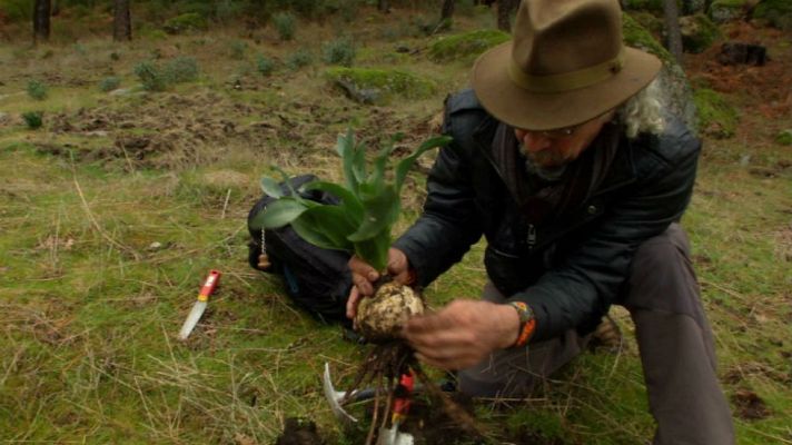 Aquí la Tierra - Una planta contra la sordera