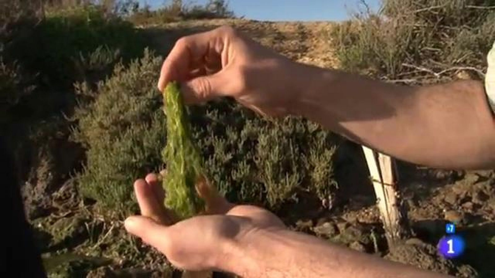 Comando Actualidad - Huertos del mar - Algas