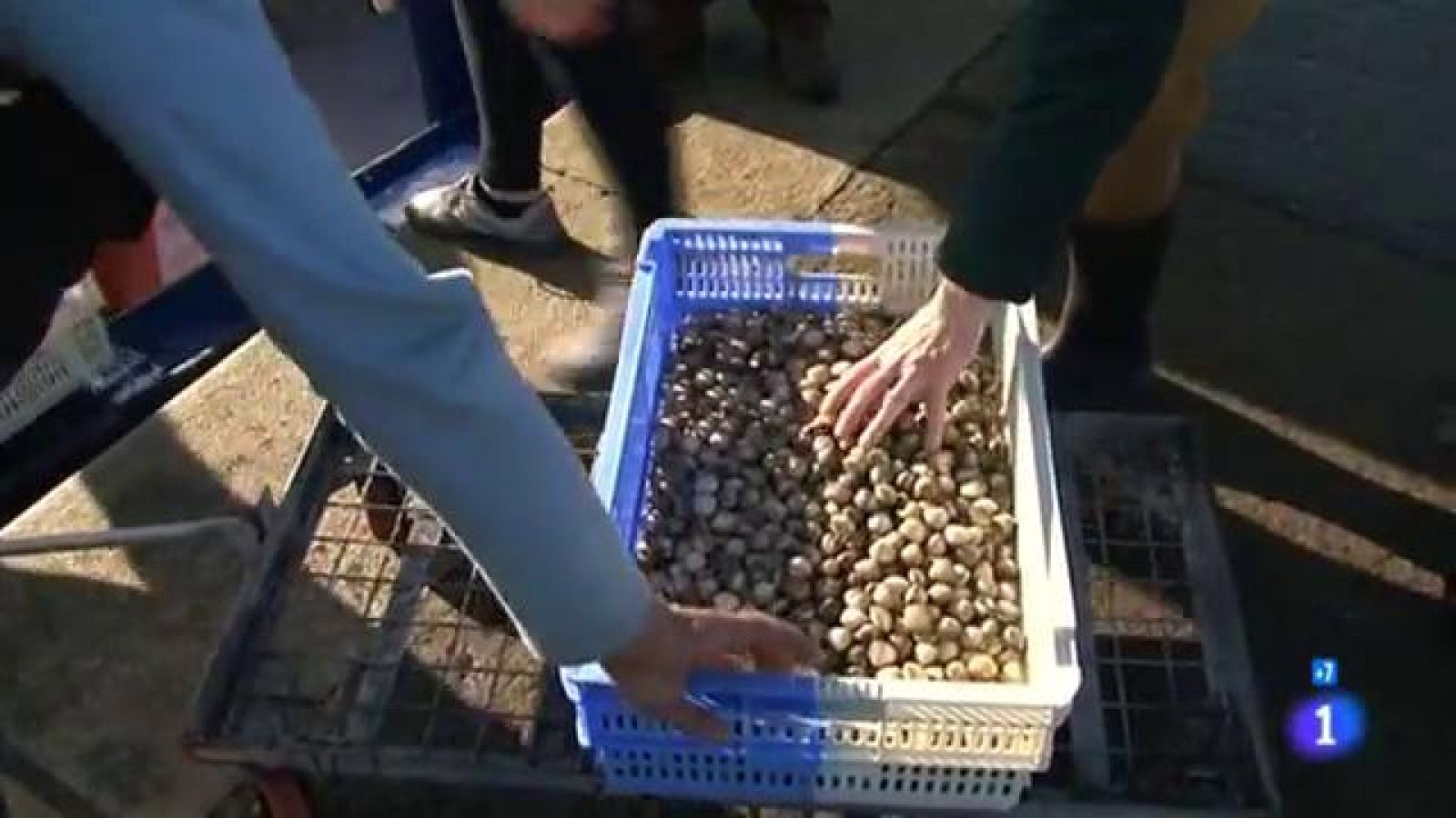 Comando Actualidad - Huertos del mar - Berberechos