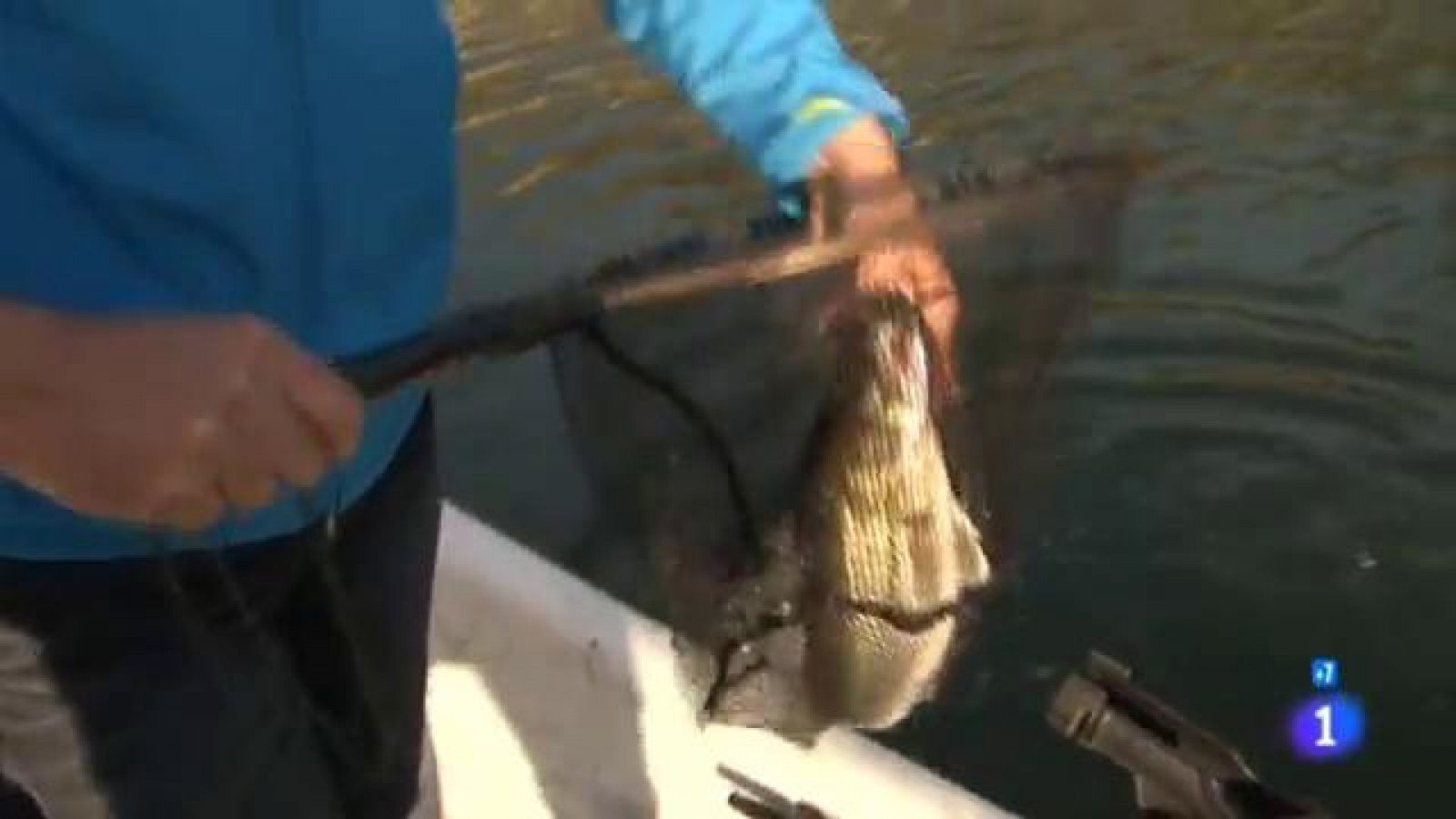 Comando Actualidad - Huertos del mar - Pesca de interior en el pantano de Mequinenza