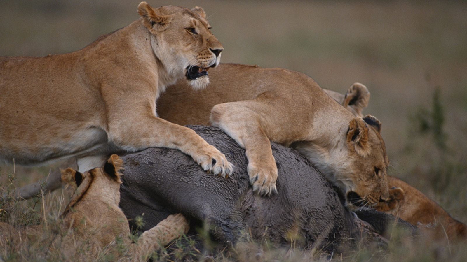 Grandes documentales - Los sonidos naturales de la Sabana - ver  ahora