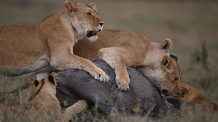 Grandes documentales - Los sonidos naturales de la Sabana