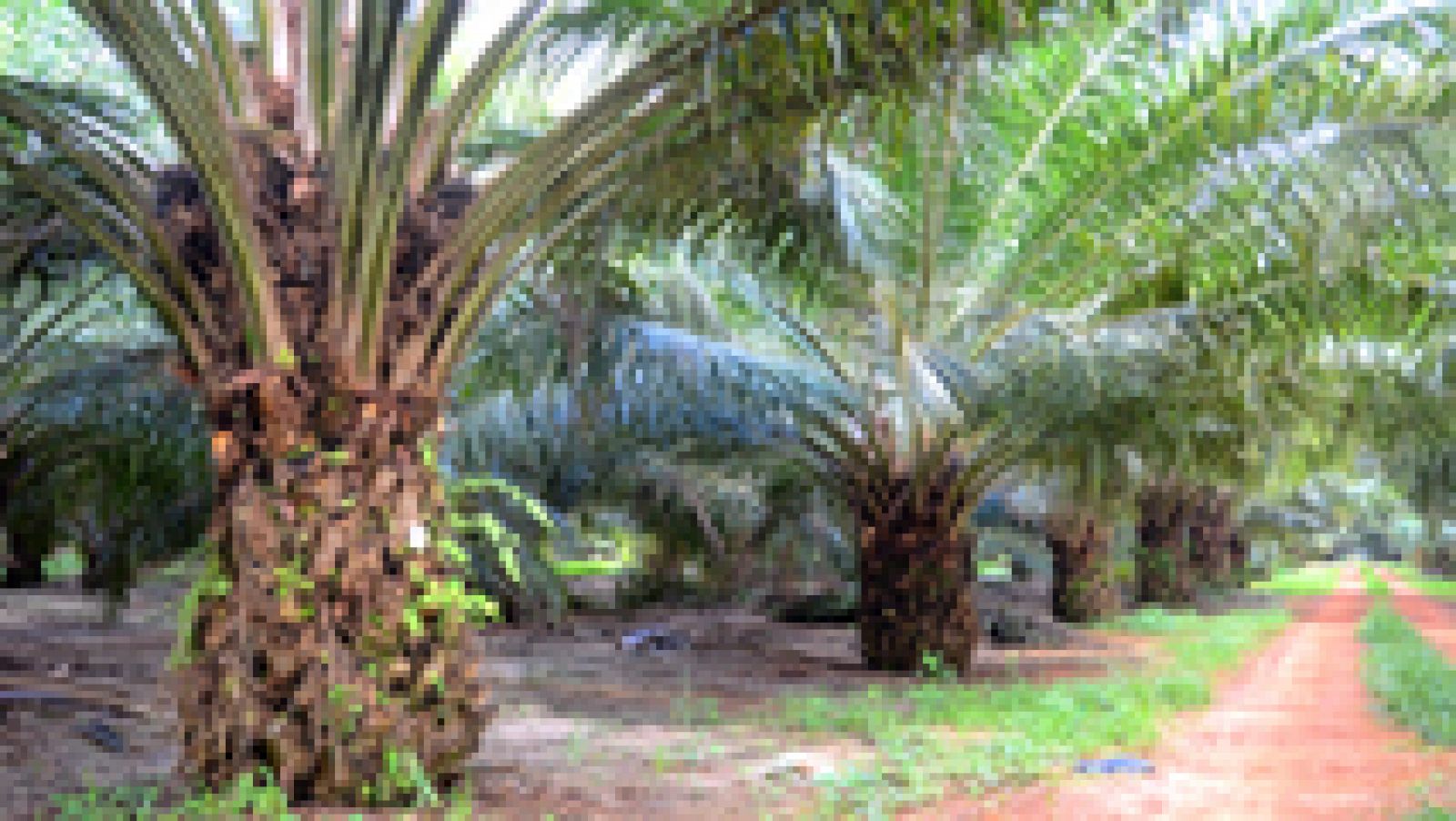 Telediario 1: Los expertos desaconsejan un consumo excesivo de aceite de palma | RTVE Play