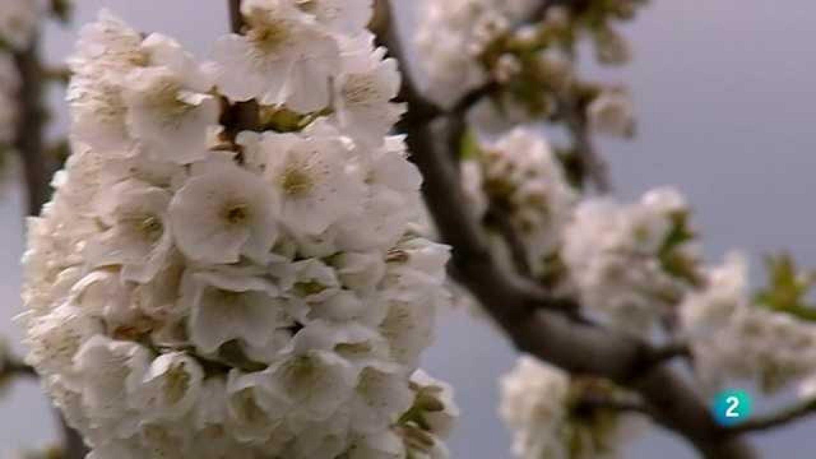 Cuadernos de paso - Cuaderno del Jerte - ver ahora