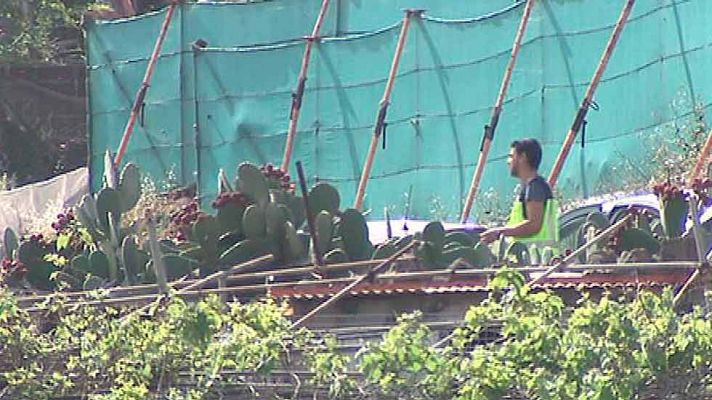 Telediario 1 - Un hombre se entrega tras matar a su pareja en Telde