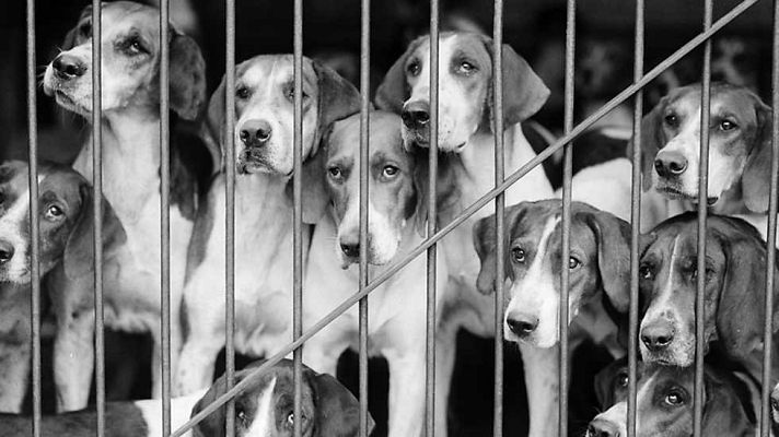 Informe Semanal - En defensa animal