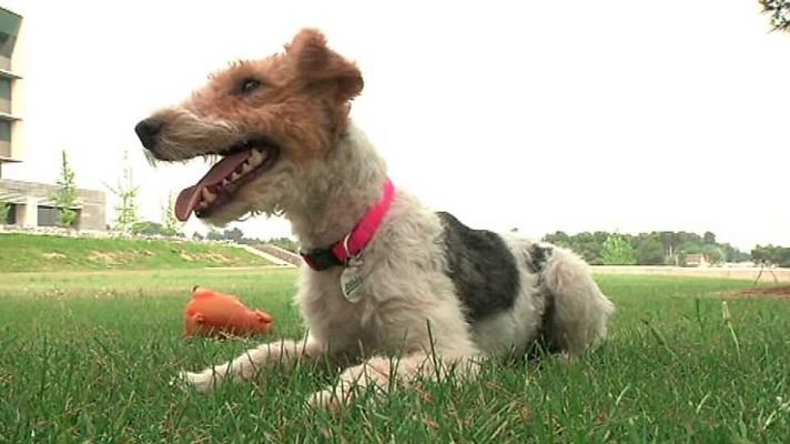 Más que perros y gatos - Capítulo 3