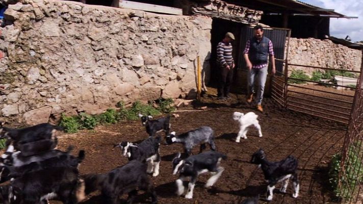 Aquí la Tierra - ¡Aprendemos más sobre las cabras!