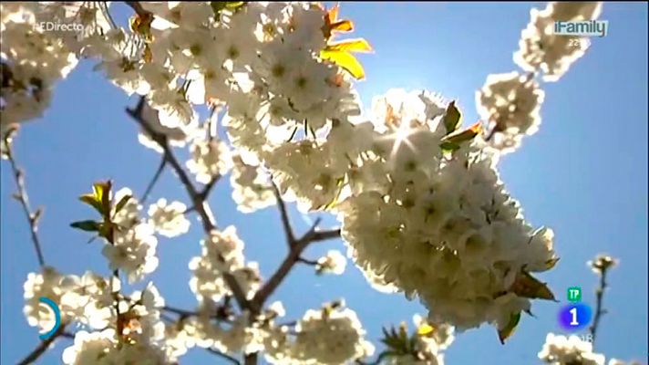 El cerezo en flor ya se puede ver por el Valle del Jerte