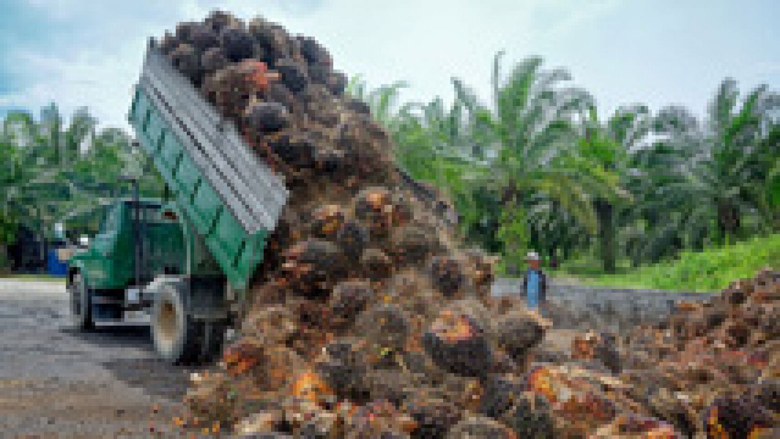 Telediario 1: Crecen las voces contra el uso del aceite de palma en los alimentos | RTVE Play
