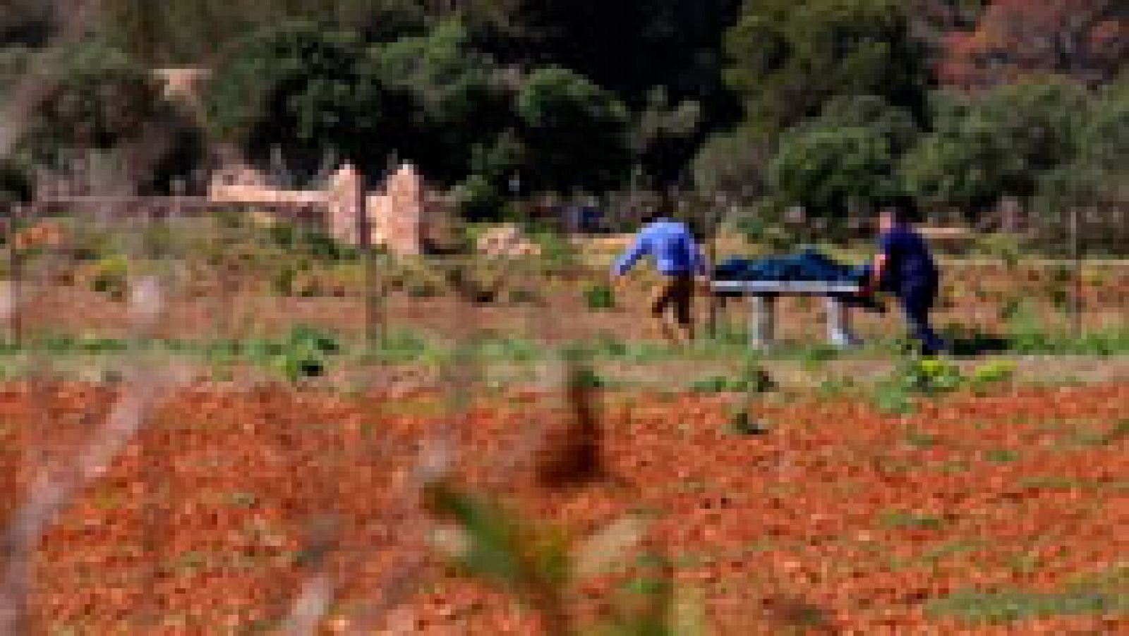 Telediario 1: Una mujer mata a su hija de año y medio y se ahorca tras discutir con su marido en Llucmajor (Mallorca) | RTVE Play