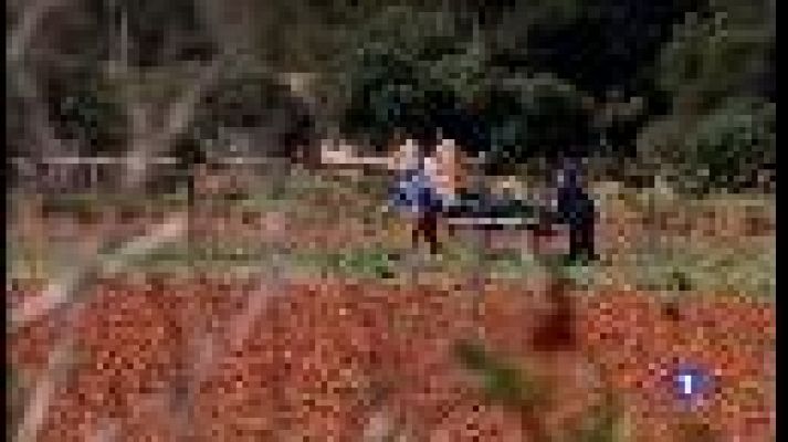 Informatiu Balear - Una dona mata la filla i se suïcida